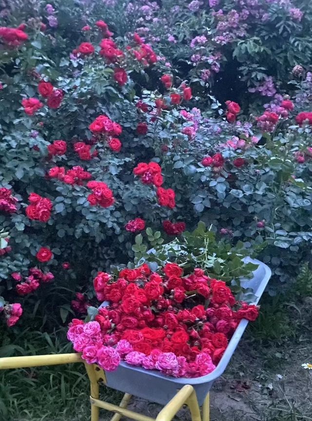 以玫瑰花園為主題的農場～潛江西西花園農場