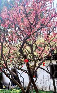 江南古典園林典範｜古猗園半日遊