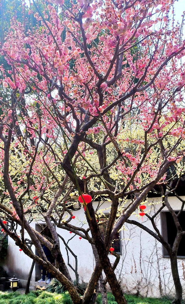 江南古典園林典範｜古猗園半日遊