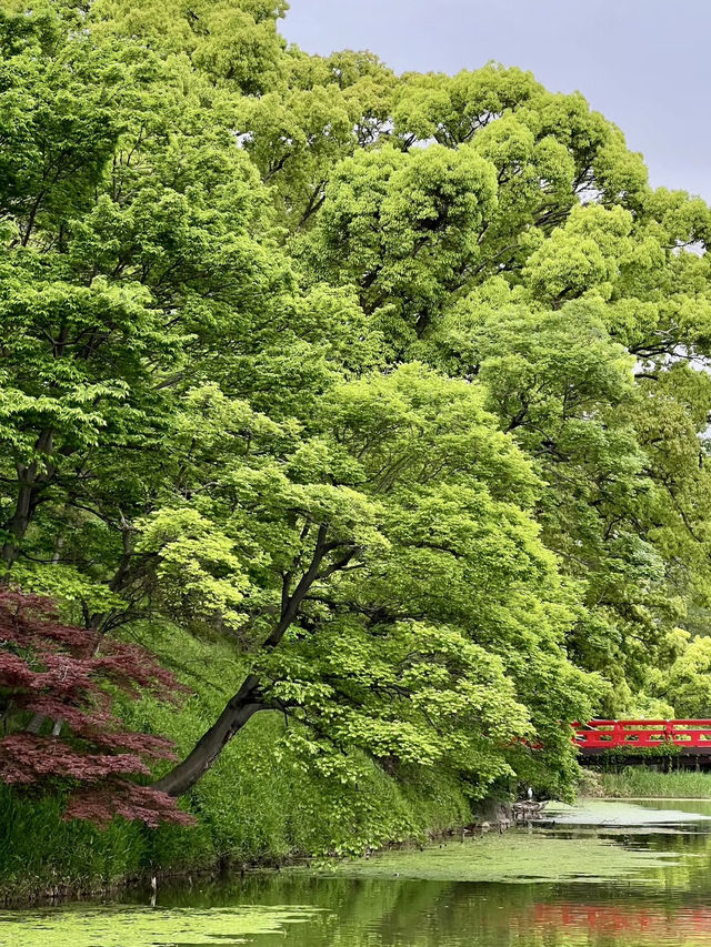 悠然綠意：天王寺公園漫步時光