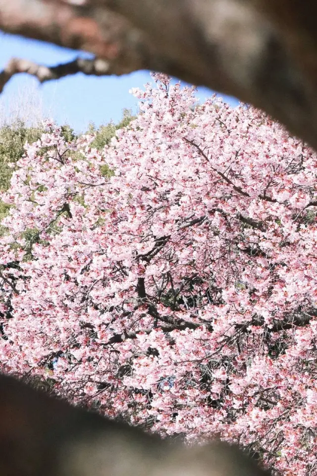 Cherry Blossoms