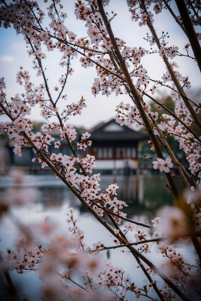 這個春天，西湖賞花一定要去西湖南線