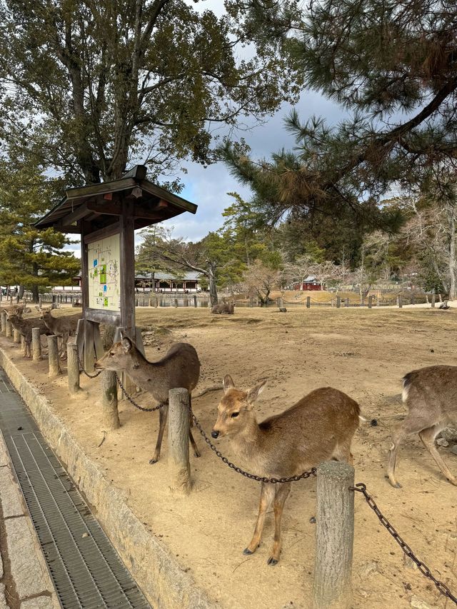 日本8日遊｜清明賞花不容錯過的路線