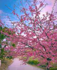 櫻花季/南浔森赫櫻花園等你來