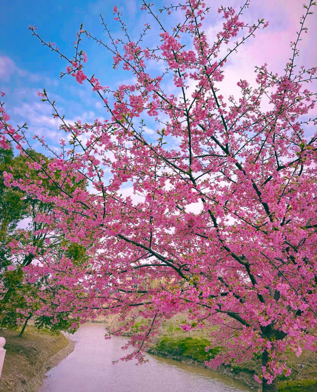 櫻花季/南浔森赫櫻花園等你來