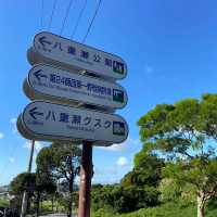 沖繩首波浪漫🌸 八重瀨公園的春日驚喜