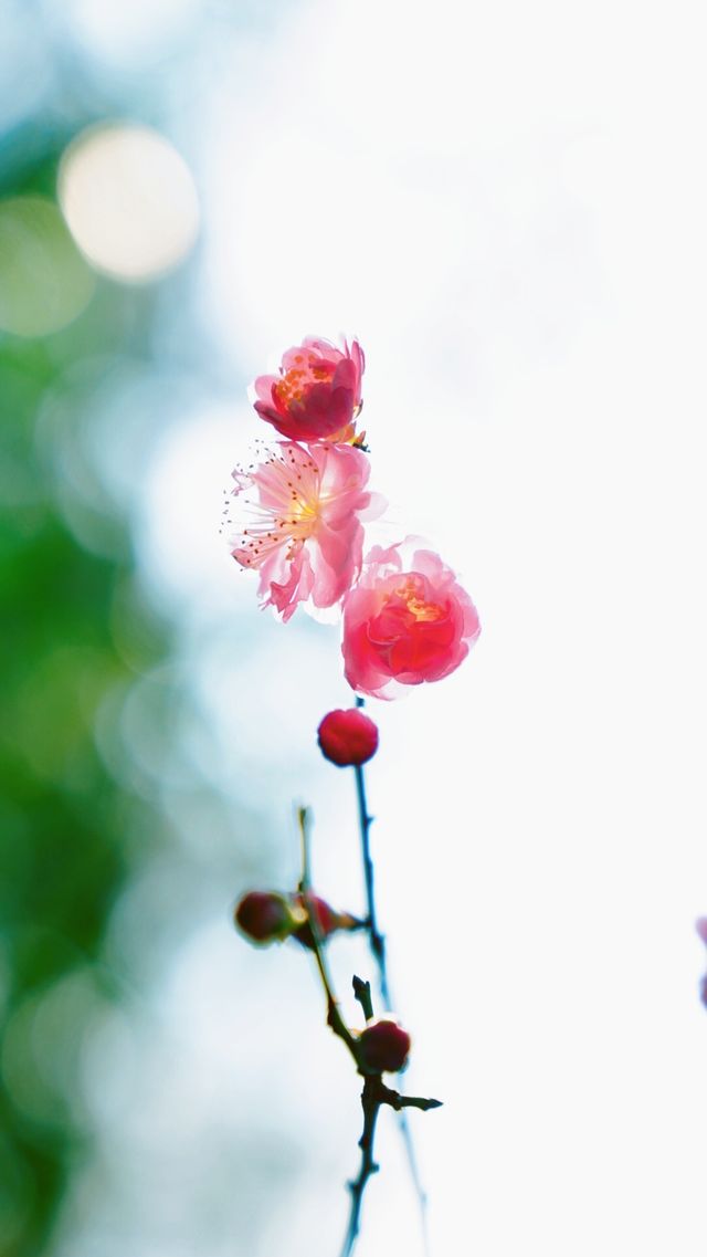春日追花記