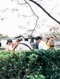 🌸【京都】嵐山櫻花攻略：穿梭在櫻花林中，超浪漫。