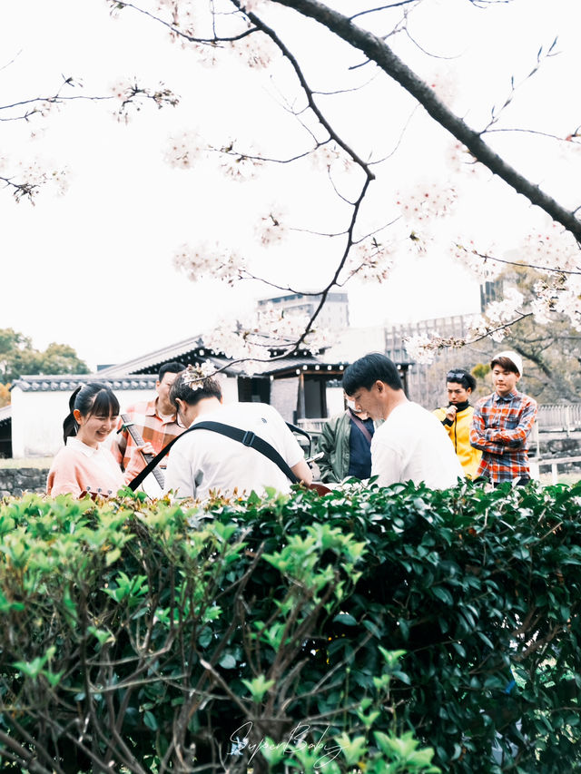🌸【京都】嵐山櫻花攻略：穿梭在櫻花林中，超浪漫。