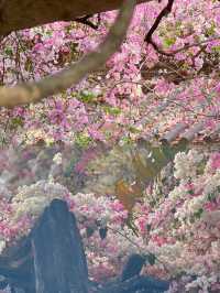 深圳園博園，邂逅絕美花海附拍照攻略