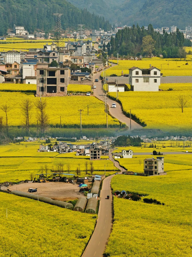 🪧雲南.羅平油菜花田