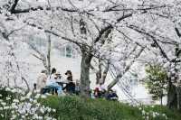Discover the Hidden Cherry Blossom Gem of Saho River in Nara