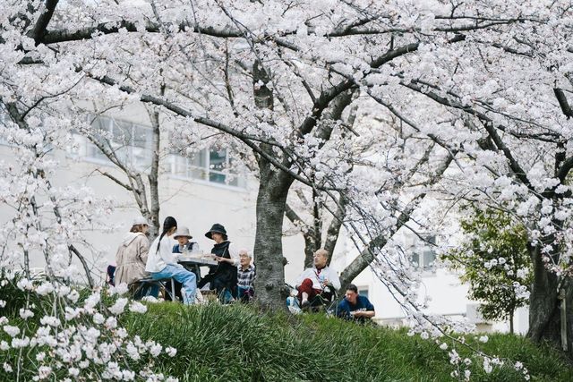 Discover the Hidden Cherry Blossom Gem of Saho River in Nara