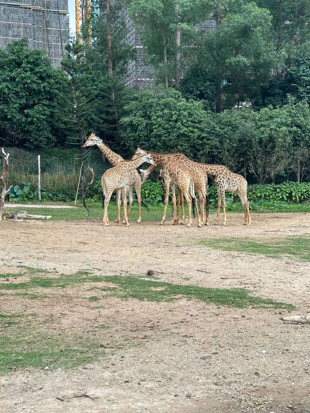 清明踏春 廣州小眾旅行地建議