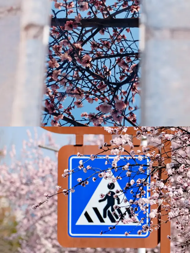 Recommended Places to See Peach Blossoms in Changde, Hunan ‖Tips and Tricks