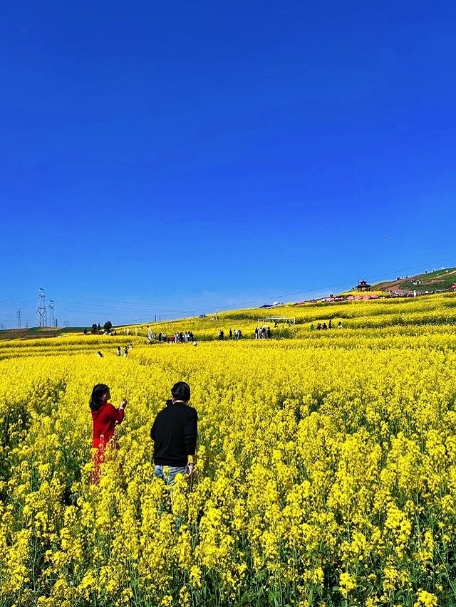 漢中油菜花海 | 與金黃色的春日浪漫邂逅