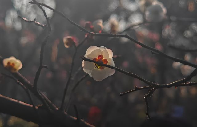 春日當然要去中山公園賞花啦