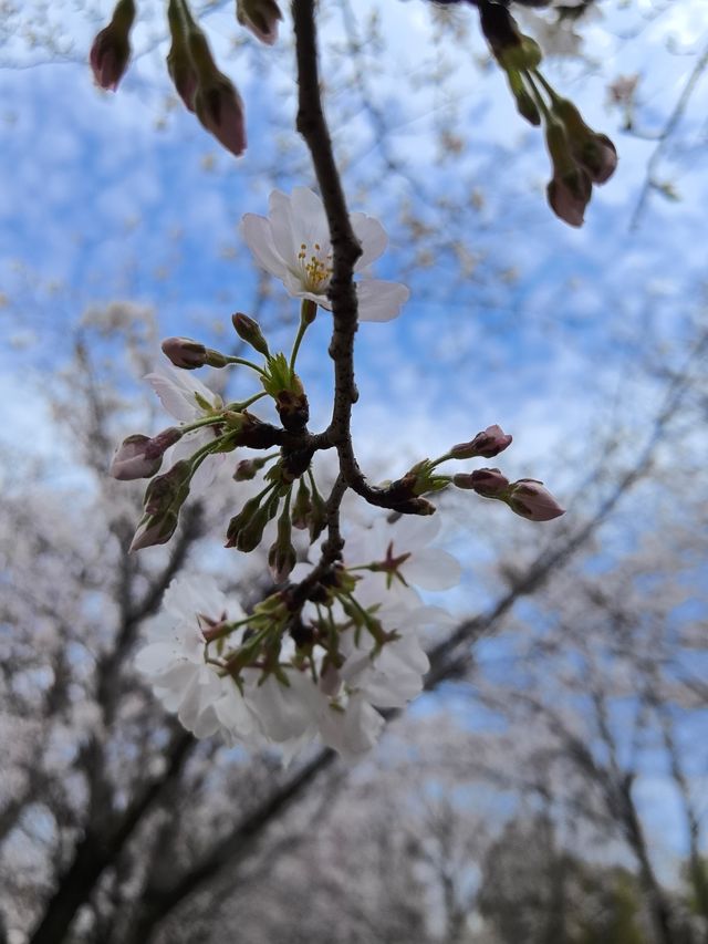 玉鳥集賞櫻花吃漂亮飯