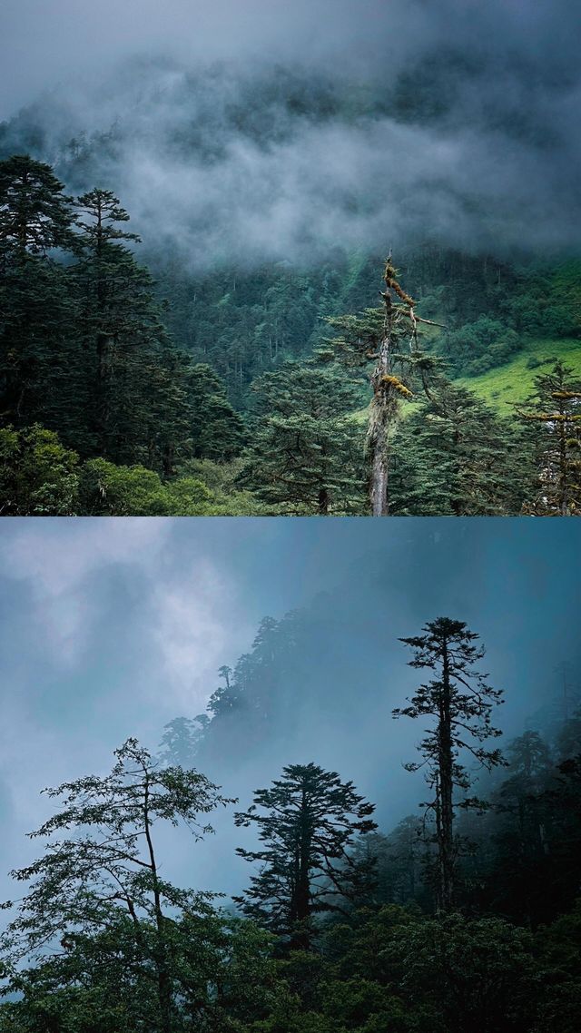 生命奇觀｜西藏墨脫原始森林||