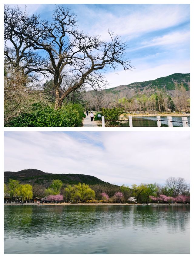 國家植物園，北京絕美賞桃花勝地