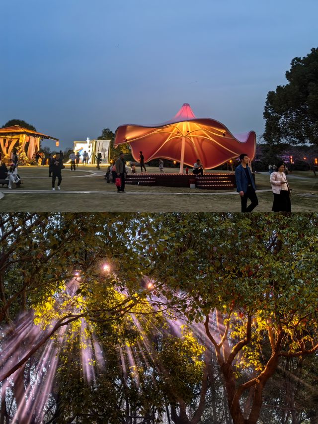 上海顧村賞夜櫻 上海顧村賞夜櫻