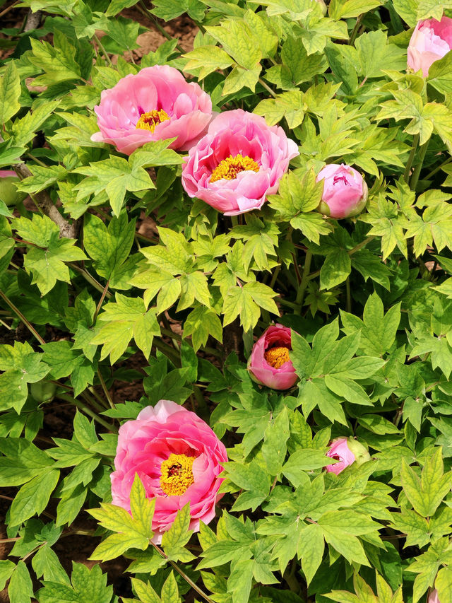 洛陽賞花攻略｜解鎖牡丹花海嘅隱藏玩法