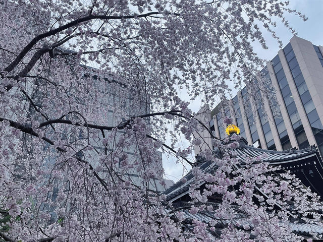 🌸京都六角堂 | 隱匿在古寺的櫻花之約