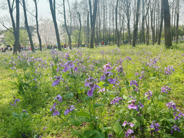上海|顧村公園|春日櫻花詩旅