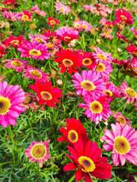 ITS STILL SPRING IN LOTUS PARK 🌷🌻🌺