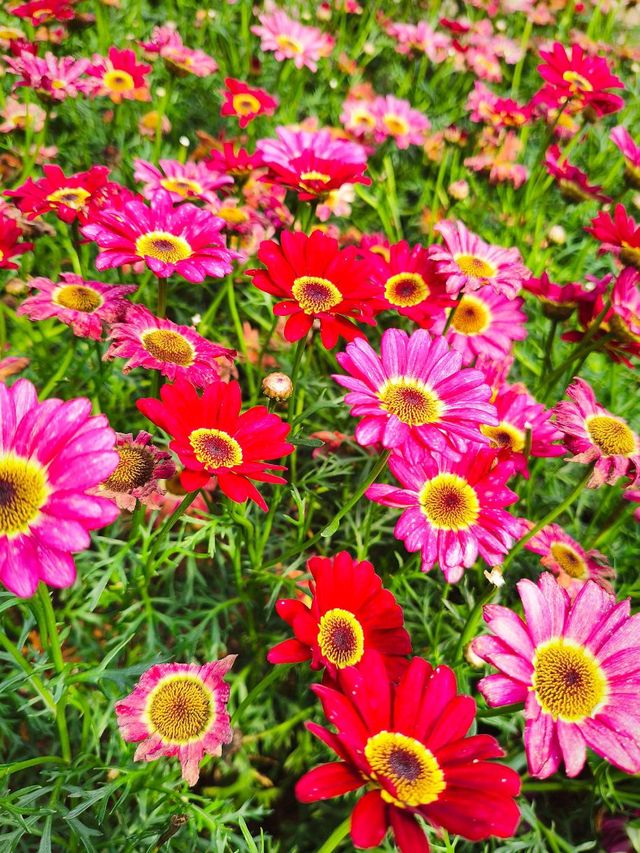 ITS STILL SPRING IN LOTUS PARK 🌷🌻🌺