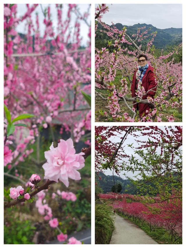“桃之夭夭，灼灼其華”