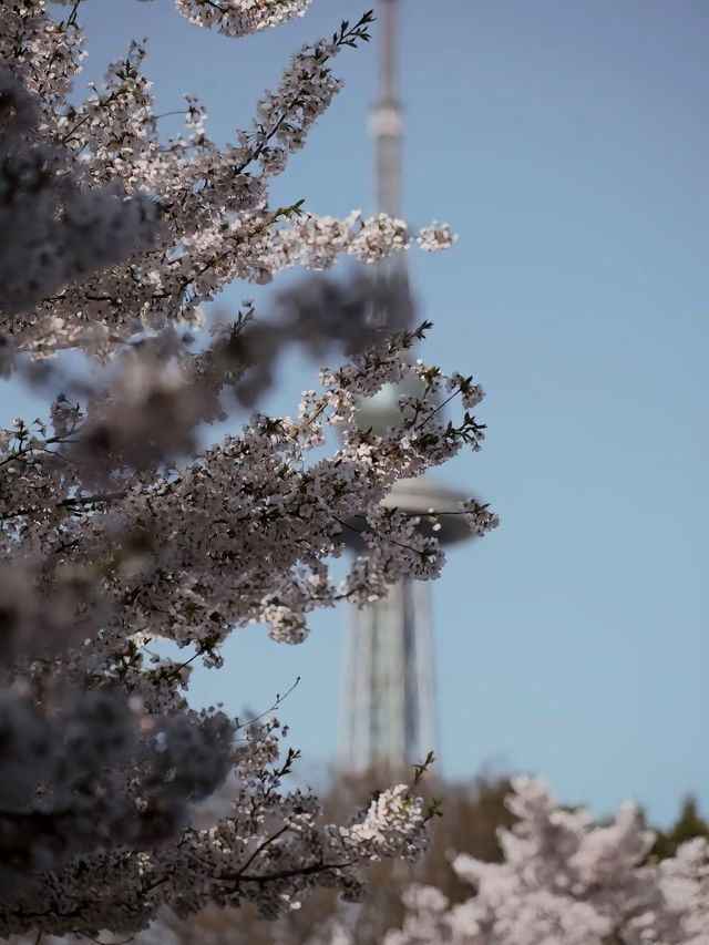青島賞櫻全攻略：邂逅山海間嘅粉色浪漫