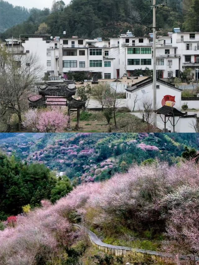 歙縣已回，真是春天裡的天花板。