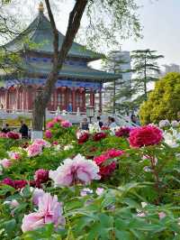 西安賞花遊興慶宮鬱金香花海太美了