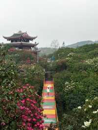 吐血整理！百里杜鵑最強遊玩攻略