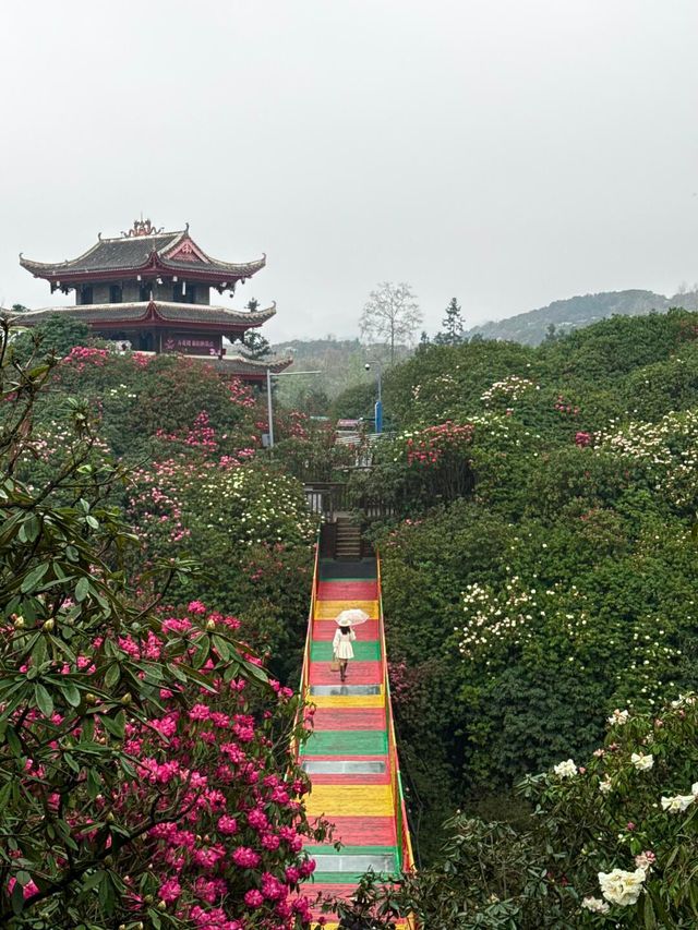 吐血整理！百里杜鵑最強遊玩攻略