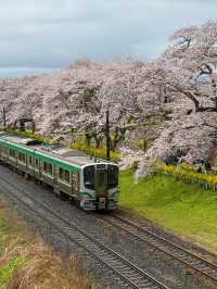 🌸仙台返東京途中嘅驚喜：白石川堤賞櫻盛宴🌸