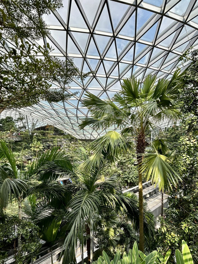 星空漫步，花園之夢：新加坡星空花園