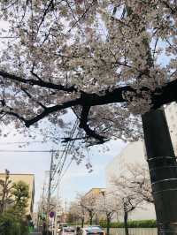 花見名古屋：千年古城的櫻花物語