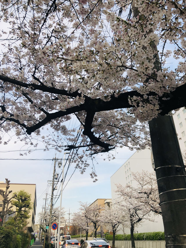 花見名古屋：千年古城的櫻花物語