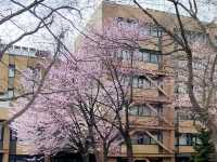 🌸🌸🌸北海道大學的櫻花，簡直美到犯規！