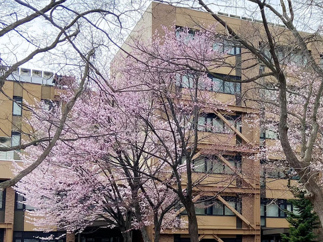 🌸🌸🌸北海道大學的櫻花，簡直美到犯規！
