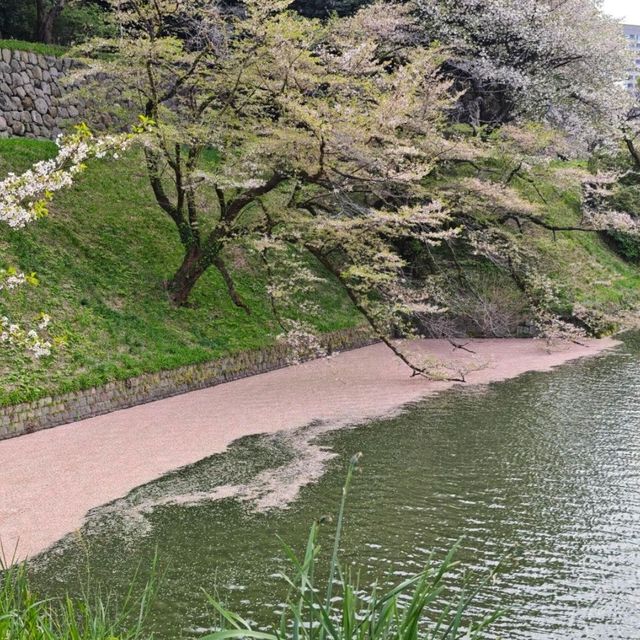 日本旅遊的戒斷反應為何這麼強烈啊？