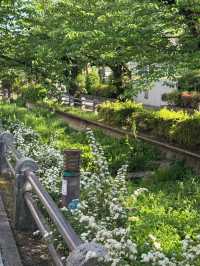 東京呑川親水公園交通攻略