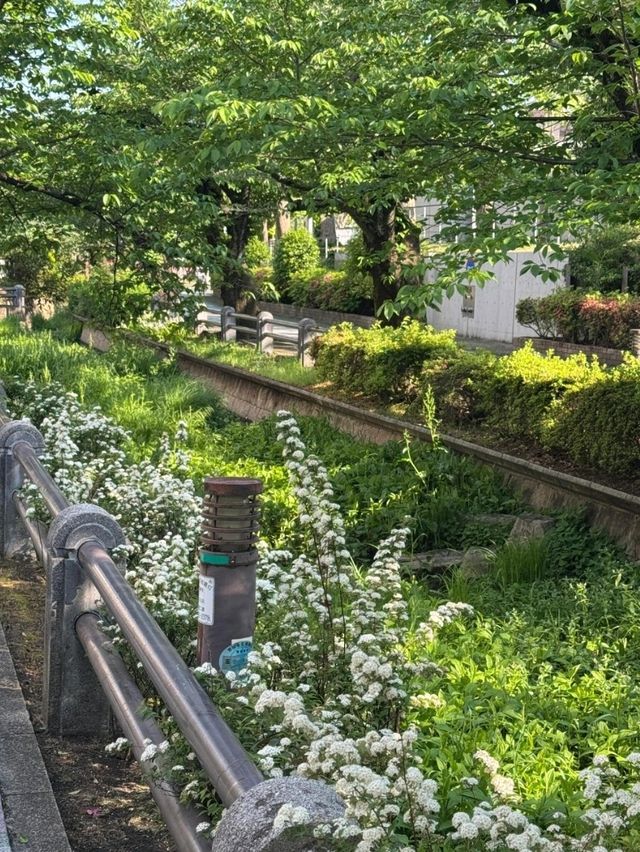 東京呑川親水公園交通攻略