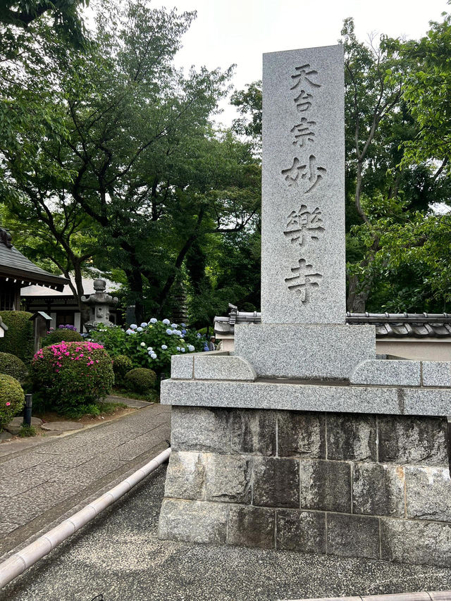 妙樂寺 | 繡球花下的悠閒時光