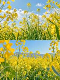 影相5分鐘呢片油菜花田畀我包場
