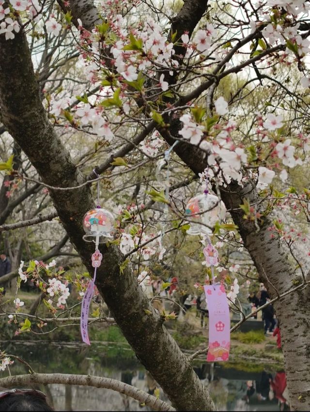 第二日：太湖風光與佛教文化-無錫三日遊