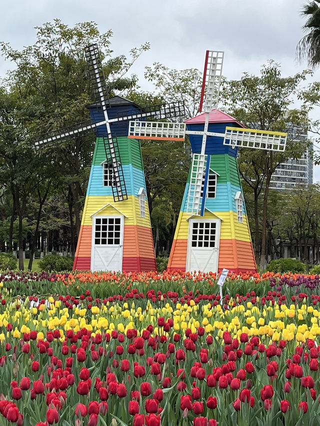 廈門郁金香🌷展，美得很突然！