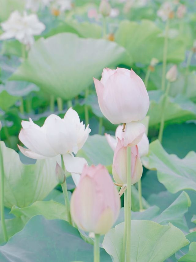 荷風醉客處，馬鳴入夢來